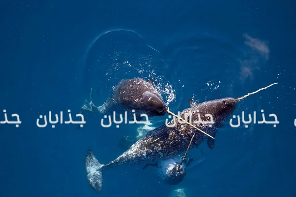 حیات در سرزمین‌های یخی: آشنایی با حیوانات قطب شمال و جنوب