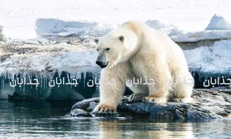 حیات در سرزمین‌های یخی: آشنایی با حیوانات قطب شمال و جنوب
