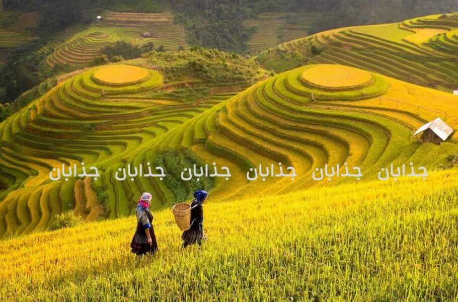 پژوهشگران چینی برنجی ساخته‌اند که با کود کمتر می‌تواند غذای بیشتری تولید کند
